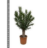 Bonsai di Nerium Oleander - 190 cm - ø45