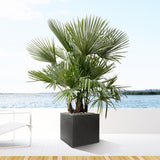 Trachycarpus multi stam - 200cm - Ø45