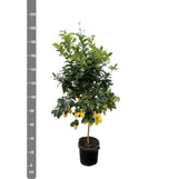 Agrumi Limone - 200cm - ø40
