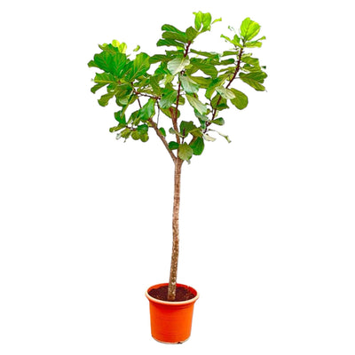 Ficus Lyrata Boom XXXL - 300cm - ø55