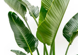 Strelitzia Augusta a stelo multiplo