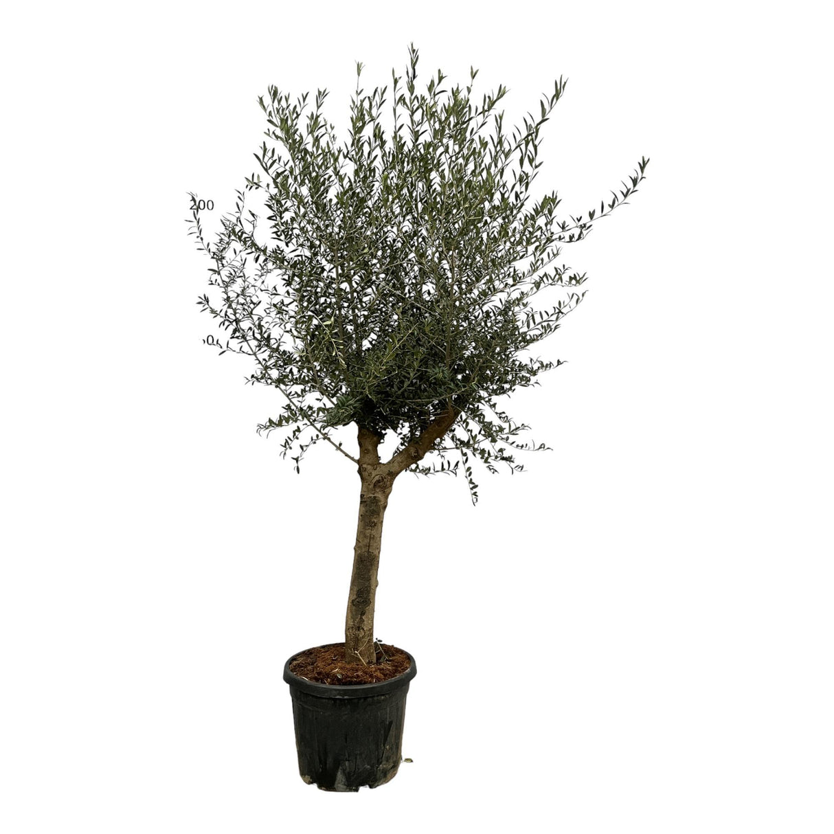 Olea Lorc - 220 cm - Ø45 cm