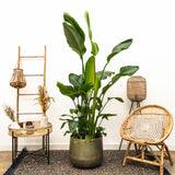 Strelitzia Nicolai lusso XXL - 250cm - ø40