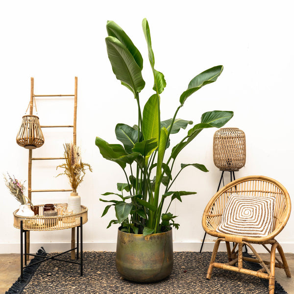Strelitzia Nicolai lusso XXL - 250cm - ø40