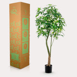 Pianta d'arte - Pachira Aquatica - Geldboom - 180 cm
