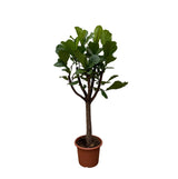 Ficus Lyrata Boom XXL - 210 cm - ø40