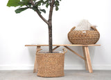Pianta Ficus Lyrata - 180cm - ⌀30