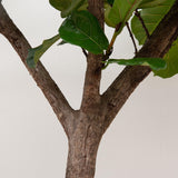 Ficus Lyrata Boom XXXL - 300cm - ø55