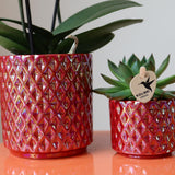 Orchidee Kolibri | rode orchidea phalaenopsis Congo + Pearl Pot rosso - vaso Ø9cm | bloeiende kamerplant - vers van de kweker