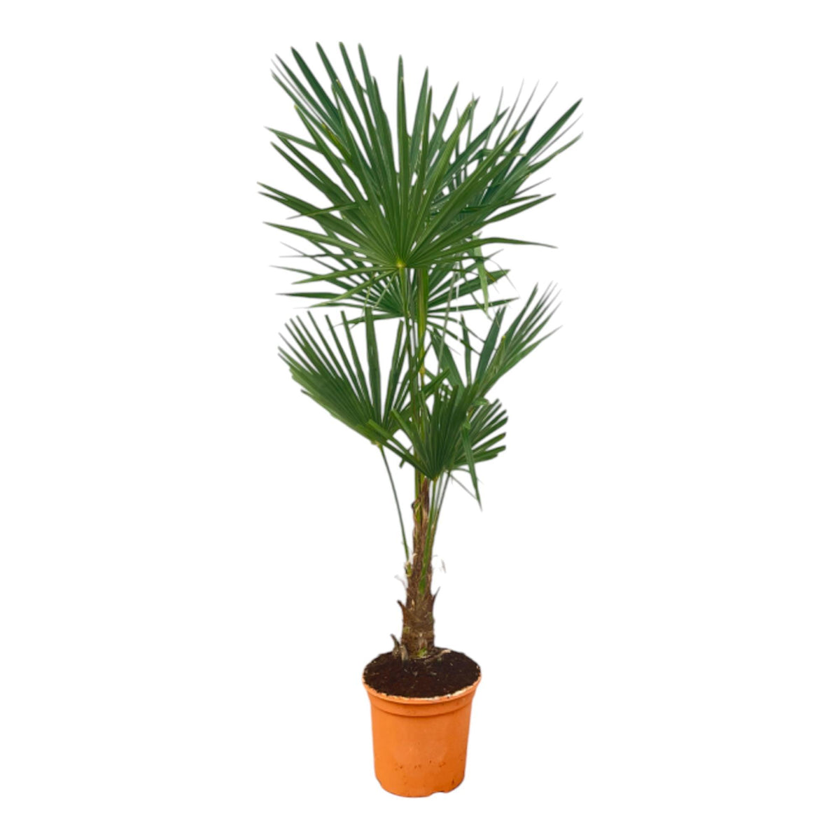 Trachycarpus Fortunei - 160 cm - Ø27 cm