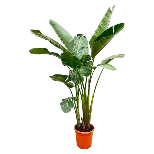 Strelitzia Augusta di lusso XXL - 250cm - ø38