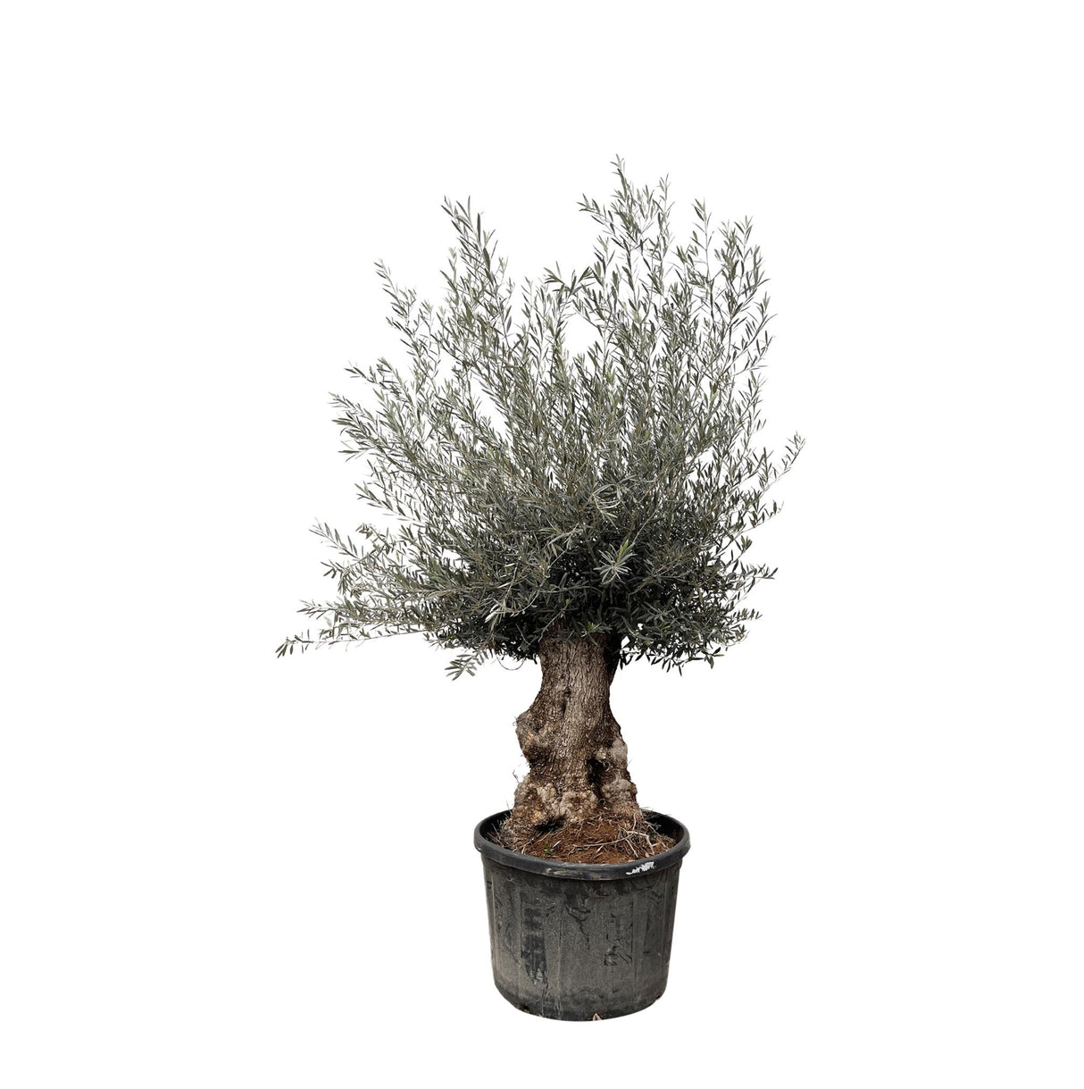 Bonsai di Olea Europaea - 225 cm - Ø80