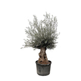 Bonsai di Olea Europaea - 225 cm - Ø80
