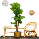 Ficus Lyrata verticale - 180cm - ⌀30