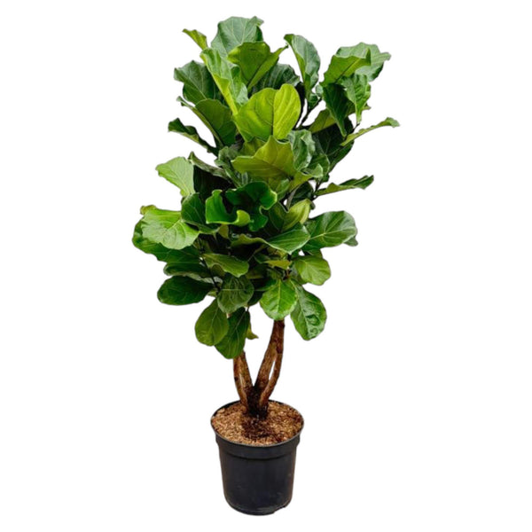 Ficus Lyrata verticale XL - 200cm - ø32