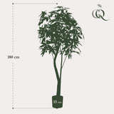 Pianta d'arte - Pachira Aquatica - Geldboom - 180 cm