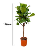 Pianta Ficus Lyrata - 180cm - ⌀30