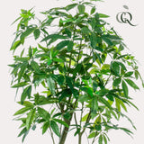 Pianta d'arte - Pachira Aquatica - Geldboom - 180 cm