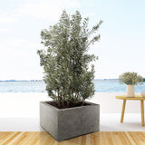 Striscia di Olea Europaea - 225 cm- Ø50