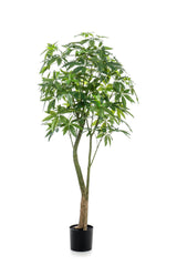 Pianta d'arte - Pachira Aquatica - Geldboom - 180 cm