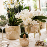 Orchidee Kolibri | Orchidea phalaenopsis bianca - Nazaré - vaso Ø9cm | bloeiende kamerplant - vers van de kweker