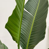 Strelitzia Augusta a stelo multiplo