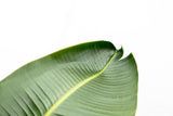 Strelitzia Augusta di lusso XXL - 250cm - ø38