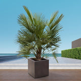 Chamaerops Humilis struik - 180 cm- Ø30