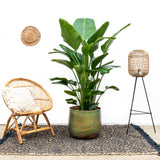 Strelitzia Nicolai lusso XXL - 250cm - ø40