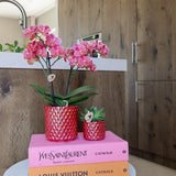 Orchidee Kolibri | rode orchidea phalaenopsis Congo + Pearl Pot rosso - vaso Ø9cm | bloeiende kamerplant - vers van de kweker