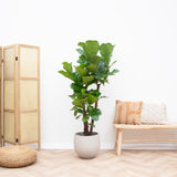 Ficus Lyrata verticale XL - 200cm - ø32