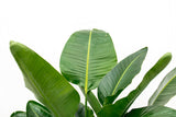 Strelitzia Nicolai lusso XXL - 250cm - ø40