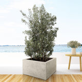 Striscia di Olea Europaea - 225 cm- Ø50