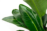 Strelitzia Nicolai lusso XXL - 250cm - ø40