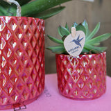 Orchidee Kolibri | rode orchidea phalaenopsis Congo + Pearl Pot rosso - vaso Ø9cm | bloeiende kamerplant - vers van de kweker