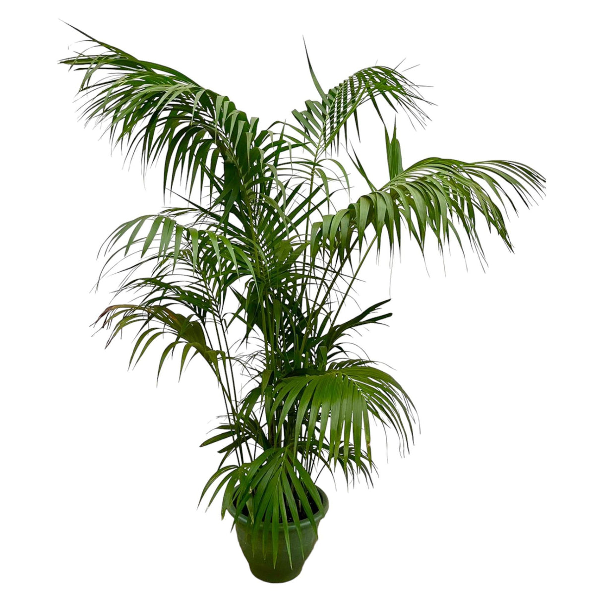 Kentia Palma XXL - 260cm - ø35