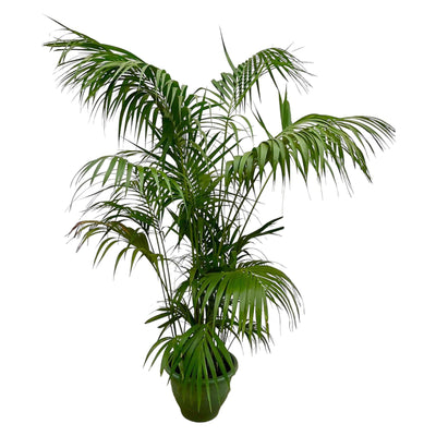 Kentia Palma XXL - 260cm - ø35