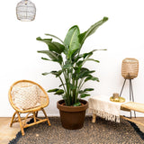 Strelitzia Nicolai lusso XXL - 250cm - ø40