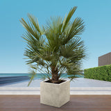 Chamaerops Humilis struik - 180 cm- Ø30
