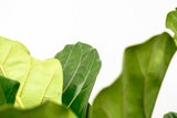 Ficus Lyrata verticale XL - 200cm - ø32