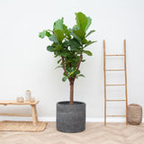 Pianta Ficus Lyrata - 180cm - ⌀30