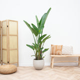 Strelitzia Augusta a stelo multiplo