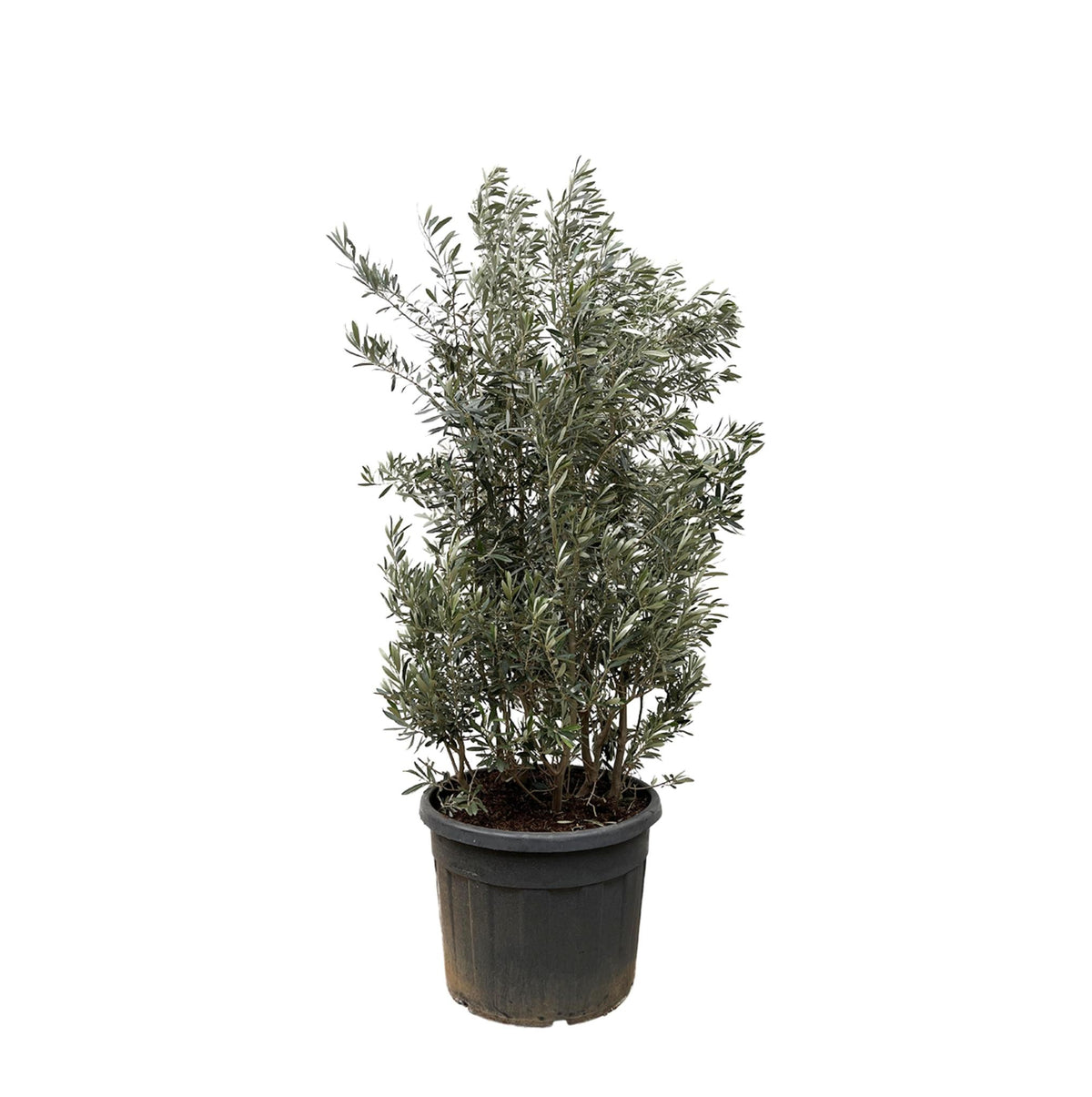 Striscia di Olea Europaea - 225 cm- Ø50