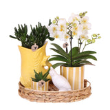 Azienda Kolibri | Set regalo Tramonto Mediterraneo | Set di piante con Phalaenopsis Orchidee Lausanne e piante grasse incl. ceramica in ceramica