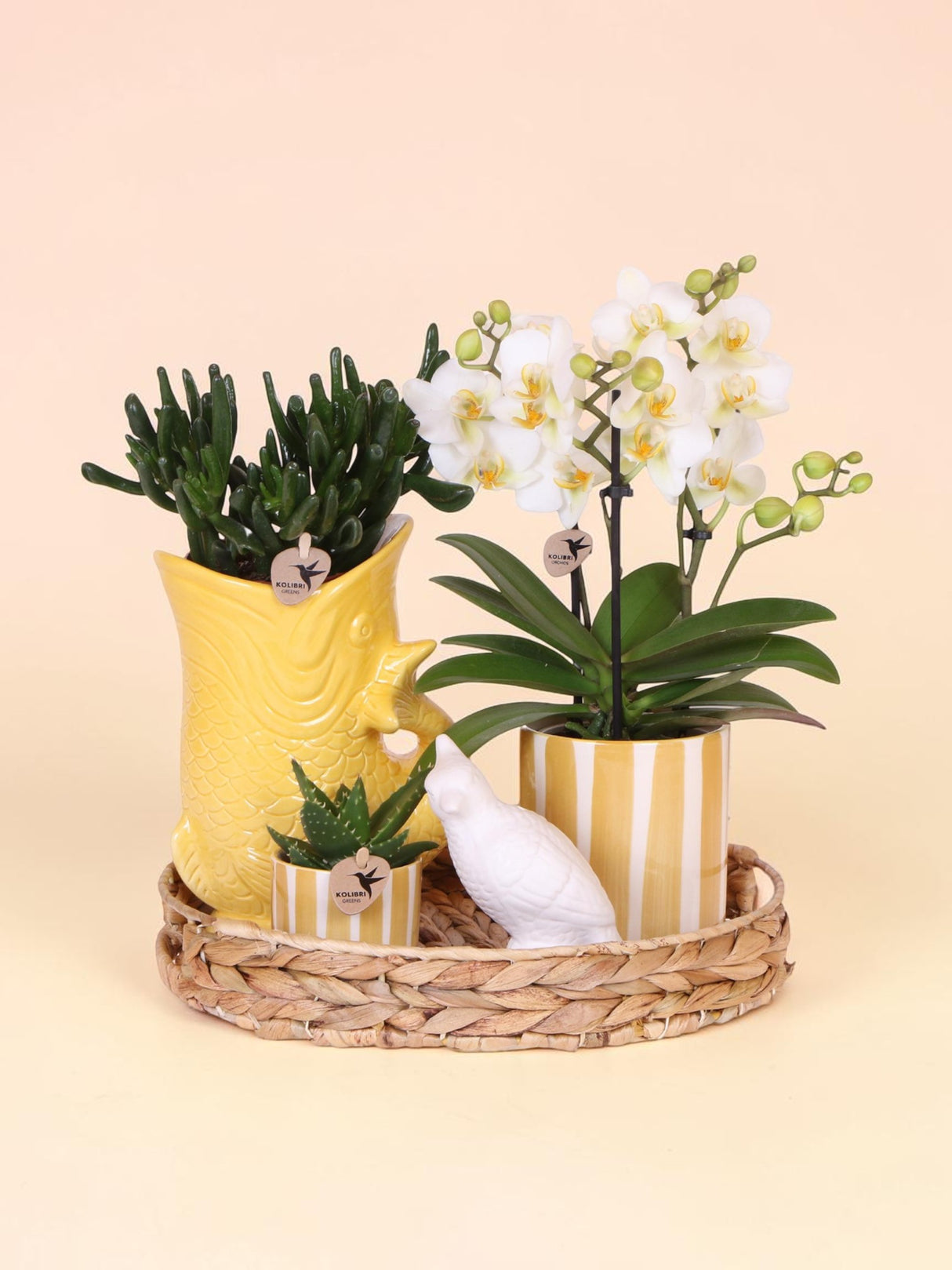Azienda Kolibri | Set regalo Tramonto Mediterraneo | Set di piante con Phalaenopsis Orchidee Lausanne e piante grasse incl. ceramica in ceramica