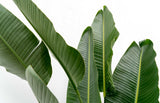 Strelitzia Augusta a stelo multiplo