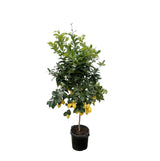 Agrumi Limone - 200cm - ø40