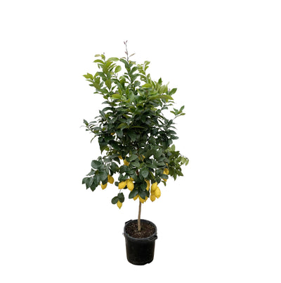 Agrumi Limone - 200cm - ø40
