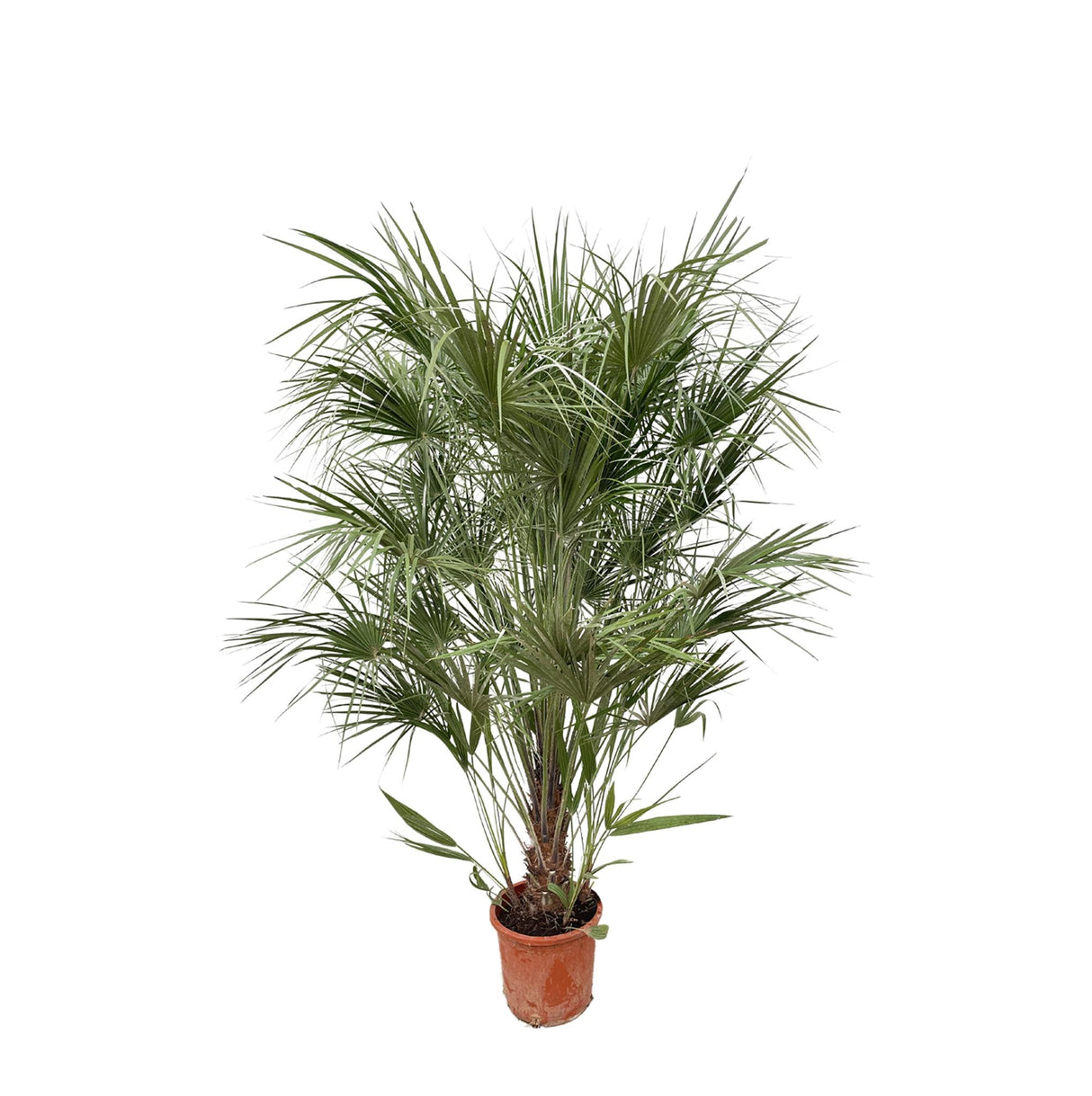 Chamaerops Humilis struik - 180 cm- Ø30