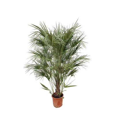 Chamaerops Humilis struik - 180 cm- Ø30